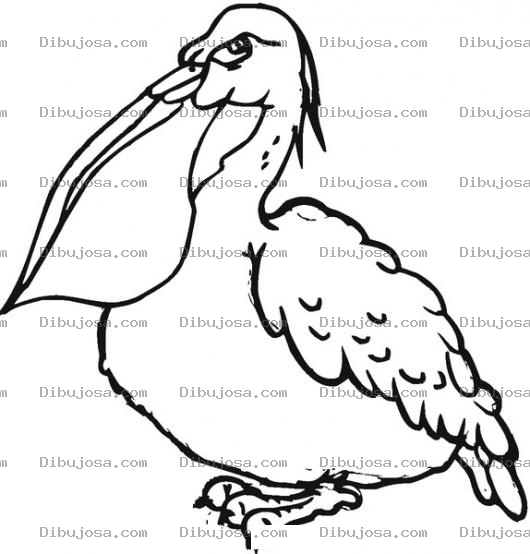 Dibujo para colorear Dibujo De Pelicano Enojado Para Colorear Y Pintar