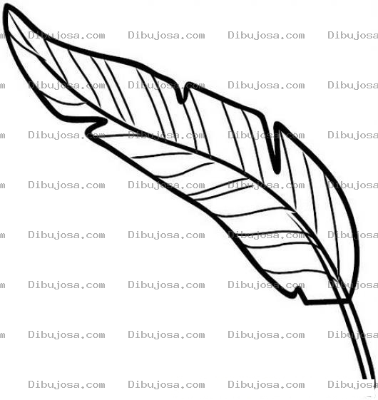 Dibujo para colorear Pluma De Ganzo Para Colorear Y Pintar