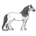 Dibujo para colorear caballo de pelo largo para colorear