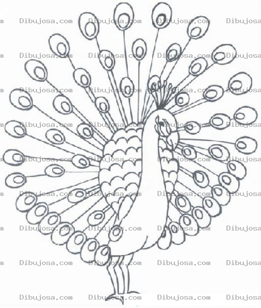 Dibujo para colorear Pfau Malvorlagen