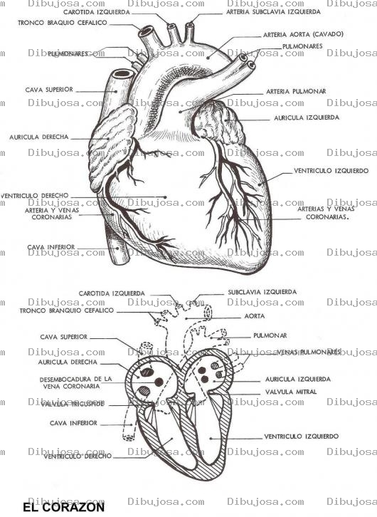 Dibujo para colorear Lamina Educativa Del Corazon Y Sus Partes Para Pintar Y Colorear
