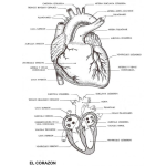 Dibujo para colorear Lamina Educativa Del Corazon Y Sus Partes Para Pintar Y Colorear