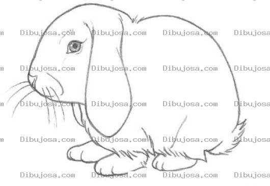 Dibujo para colorear Dibujo De Conejo Triste Con Las Orejas Caidas Para Pintar Y Colorear