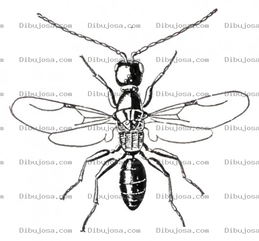 Dibujo para colorear Dibujo De Hormiga Con Alas Para Pintar Y Colorear