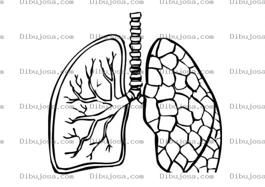 Dibujo para colorear Anatomia De Los Pulmones Dibujo De Pulmones Para Pintar Y Colorear Pulmones Sanos