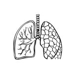 Dibujo para colorear Anatomia De Los Pulmones Dibujo De Pulmones Para Pintar Y Colorear Pulmones Sanos