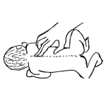 Dibujo para colorear Columna Vertebral De Bebe Para Pintar Y Colorear