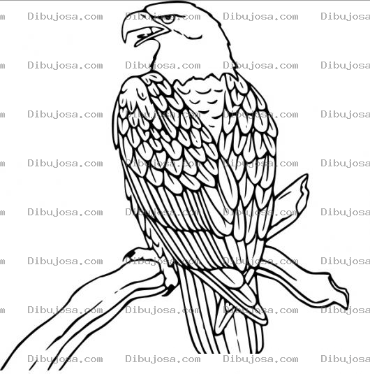 Dibujo para colorear Dibujo De Aguila Sobre Una Rama Para Pintar Y Colorear