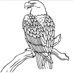 Dibujo para colorear Dibujo De Aguila Sobre Una Rama Para Pintar Y Colorear