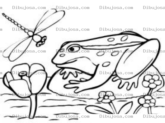 Dibujo para colorear Dibujo De Un Sapo En Un Estanque Para Pintar Y Colorear