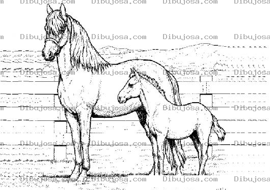 Dibujo para colorear Colorear Yegua Y Potrillo