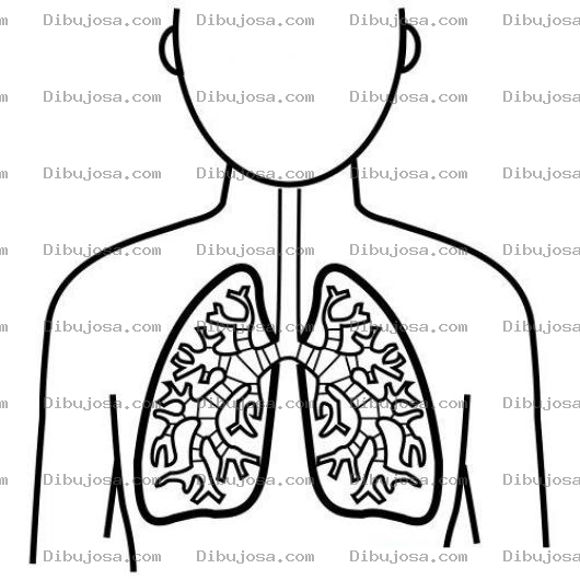 Dibujo para colorear Dibujo De Los Pulmones Para Pintar Y Colorear