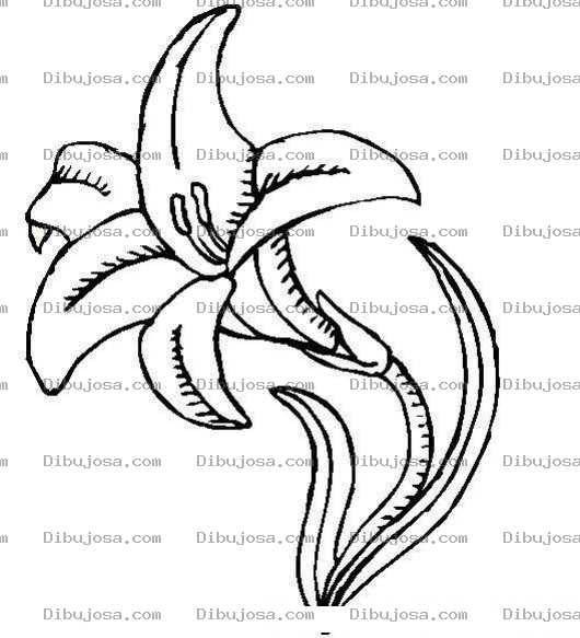 Dibujo para colorear Colorear Clavel