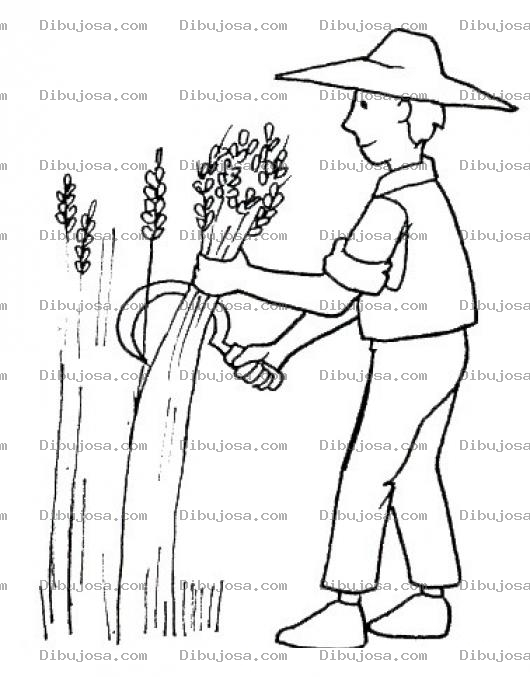 Dibujo para colorear Dibujo De Agricultor Cosechando Trigo Para Pintar Y Colorear