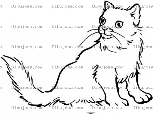 Dibujo para colorear Gato Peludo Para Colorear