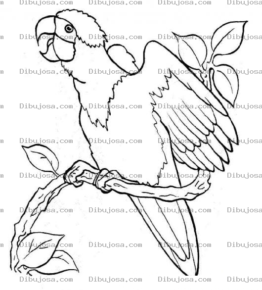 Dibujo para colorear Colorear Perico Cantando