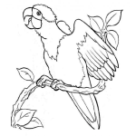 Dibujo para colorear Colorear Perico Cantando