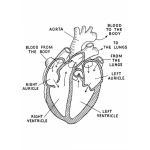 Dibujo para colorear Colorear Estructura Del Corazon