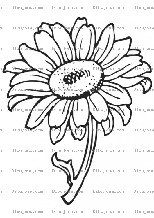 Dibujo para colorear Dibujo De Un Girasol Para Colorear Y Pintar
