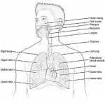 Dibujo para colorear Respiratory System Coloring Page