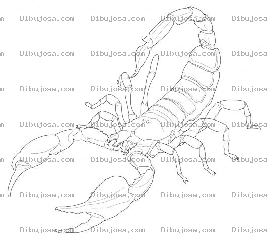 Dibujo para colorear Colorear Alacran Escorpion
