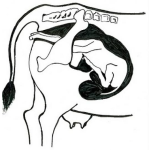 Dibujo para colorear Colorear Parto De Vaca