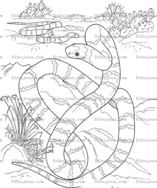 Dibujo para colorear Dibujo De Culebras Y Serpientes Para Pintar Y Colorear