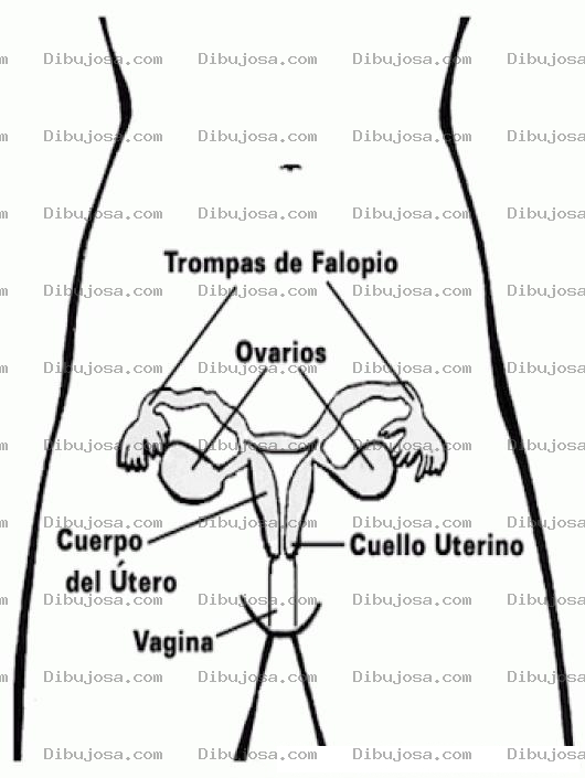 Dibujo para colorear Sistema Reproductor Femenino Para Pintar Y Colorear