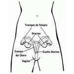 Dibujo para colorear Sistema Reproductor Femenino Para Pintar Y Colorear