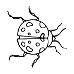 Dibujo para colorear Escarabajo Para Pintar Y Colorear