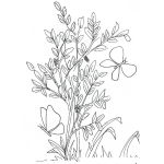 Dibujo para colorear Dibujo De Dos Mariposas Volando Sobre Las Plantas Para Colorear