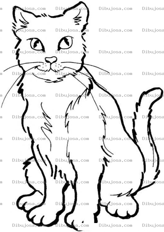 Dibujo para colorear colorear gato peludo