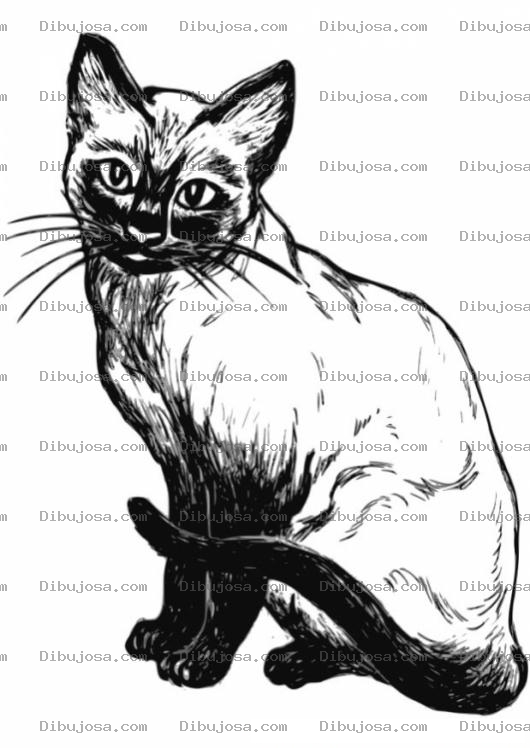 Dibujo para colorear Colorear gato siames