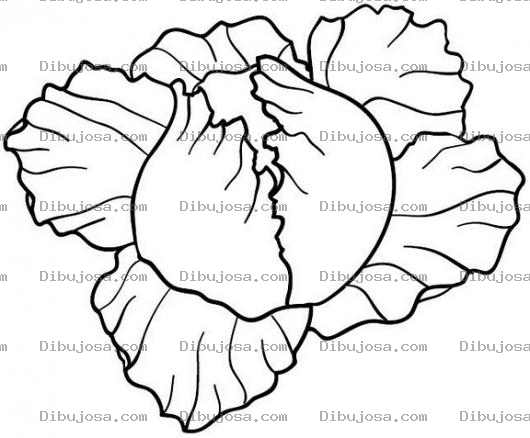 Dibujo para colorear Dibujo De Lechuga Para Pintar Y Colorear Un Repollo