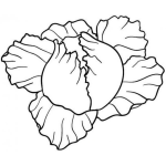 Dibujo para colorear Dibujo De Lechuga Para Pintar Y Colorear Un Repollo