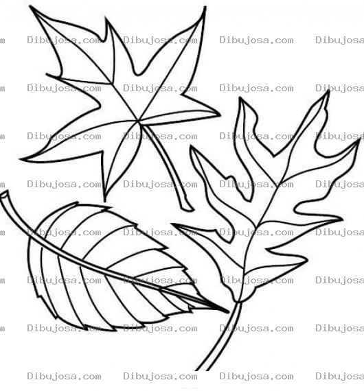 Dibujo para colorear Hojas De Otono Para Pintar Y Colorear