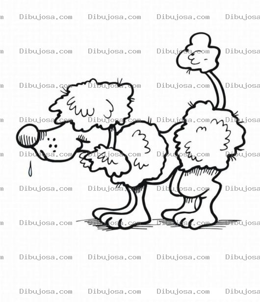 Dibujo para colorear Colorear Perro French poodle