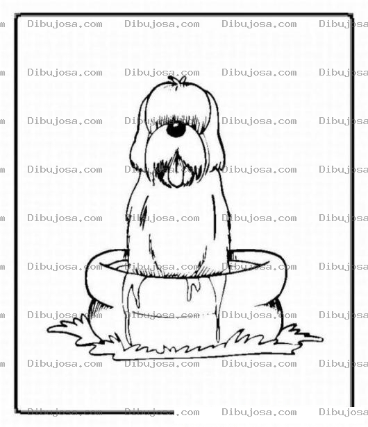 Dibujo para colorear Colorear Perro en piscina de miados