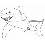 Dibujo para colorear Dibujo Del Gran Tiburon Blanco Con Una Sonrisa Malvada Para Pintar Y Colorear