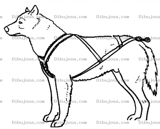 Dibujo para colorear Perro Con Arnes Para Pintar Y Colorear