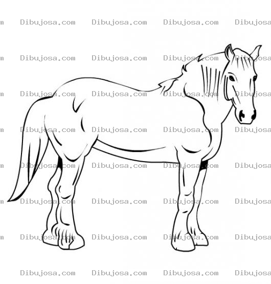Dibujo para colorear caballo de pelo medio para colorear