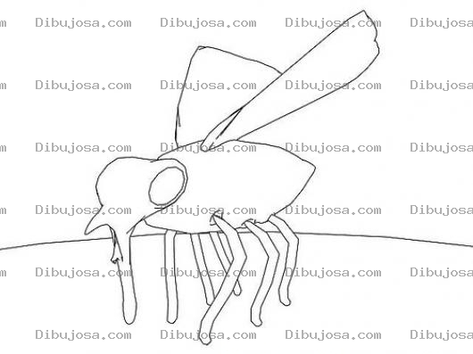 Dibujo para colorear Dibujo De Zancudo Para Pintar Y Colorear