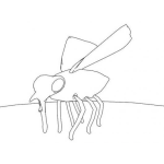 Dibujo para colorear Dibujo De Zancudo Para Pintar Y Colorear