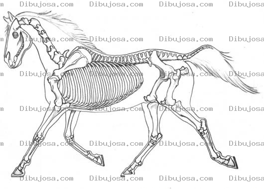 Dibujo para colorear Esqueleto De Caballo Para Pintar Y Colorear La Radiografia En Rayos X De Los Huesos De Un Caballo Corriendo