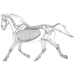 Dibujo para colorear Esqueleto De Caballo Para Pintar Y Colorear La Radiografia En Rayos X De Los Huesos De Un Caballo Corriendo