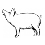 Dibujo para colorear Dibujo De Puerco Guarreando Para Pintar Y Colorear La Guarreria De Un Coche El Grunido Oinkeo Y Guarreo De Un Marrano Oznando
