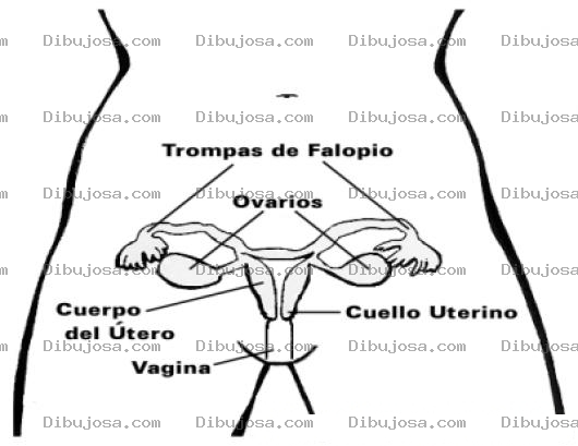 Dibujo para colorear Sistema Reprodutor Femenino Dibujo De La Matriz Las Trompas De Falopio Ovarios Utero Y Vagina Para Pintar Y Colorear