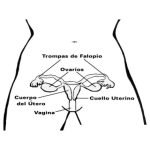 Dibujo para colorear Sistema Reprodutor Femenino Dibujo De La Matriz Las Trompas De Falopio Ovarios Utero Y Vagina Para Pintar Y Colorear