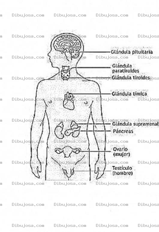 Dibujo para colorear Sistema Endocrinologico Examinado Por Medicos Endocrinologos Dibujo Para Imprimir Pintar Y Colorear Las Glandulas Del Sistema Endocrino Humano