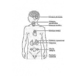 Dibujo para colorear Sistema Endocrinologico Examinado Por Medicos Endocrinologos Dibujo Para Imprimir Pintar Y Colorear Las Glandulas Del Sistema Endocrino Humano